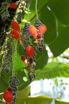 کولومنئا گلوریوزا